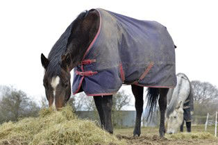 Horse in field eating hay